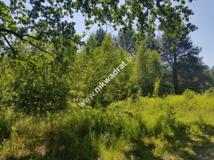 Czarny Las 1825m2 z Planem Zagospodarowania Media!