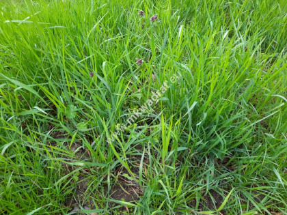 Urocze działki Kazuń - Bielany Kazuń-Bielany