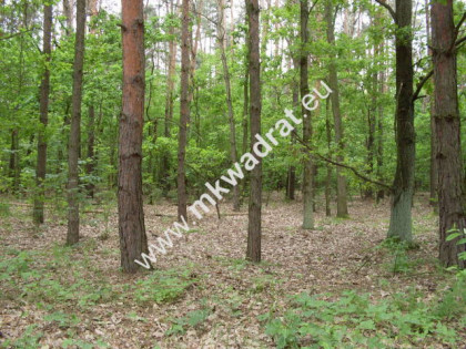 ⭐⭐⭐⭐Wyjątkowa piękna działka leśna z pr. zabud⭐⭐⭐⭐