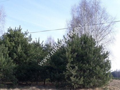 Możl podziału na 2 | Okazja! | Objęta MpZP | Super