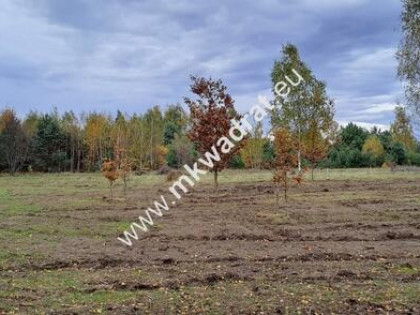 Zboiska gm. Radziejowice | MPZP | 1300m2 | S8