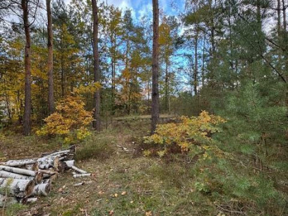 Działka budowlana Warszawa Wesoła, Zielona