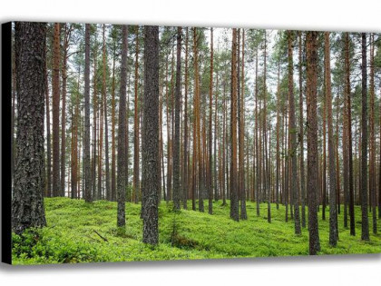 Działka leśna Siemianówka