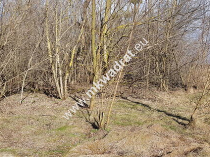 Działki w okol. Sochaczewa MEDIA!! Warto!