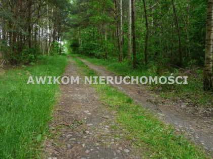 Działka leśna Budy Chojnackie gm. Kowiesy