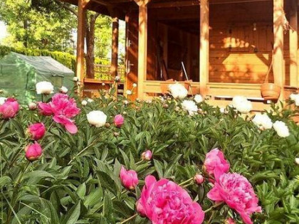 Ogródek działkowy w ROD „Małe Błonia” w Krakowie