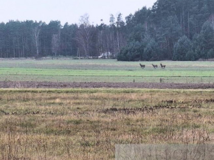 5,3 ha pod agroturystykę lub stadninę