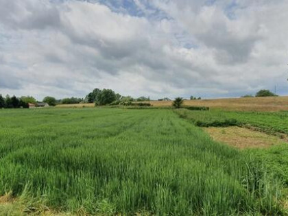 Piękna działka budowlana – 14 arów, Łęka Szczucińska