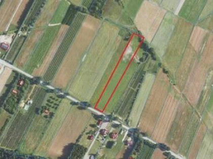 Działka budowlana 50 arów – Zofianka Górna, k. Janowa Lubels