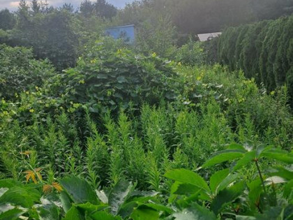 Działka budowlana Izabelin C gm. Izabelin, Izabelin C