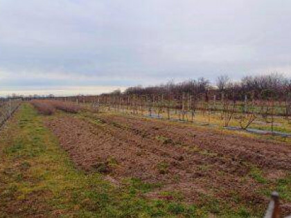 Działka 8027 m2 w Poniatowej na sprzedaż