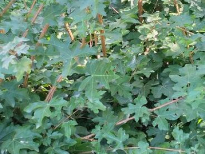 Sprzedam Działkę Rekreacyjną