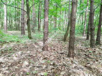 ⭐⭐⭐⭐ Działki leśne z  PRAwEM  ZABuDOWy⭐⭐⭐⭐