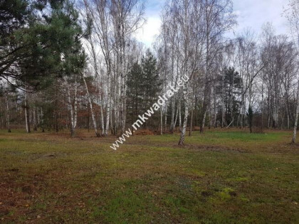 Działka na granicy lasu