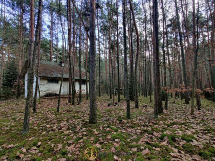 Działka leśna Joniec, Wiekowej Sosny