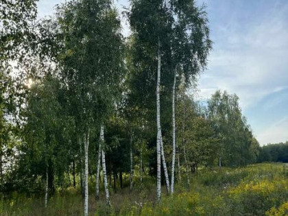 Działki budowlane w otulinie lasów przy drodze asfaltowej