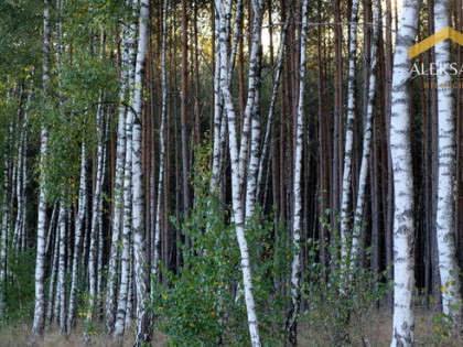 Dwie działki: rolna i leśna - Sojczyn Grądowy