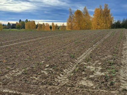 Działka siedliskowa Szczodrkowice gm. Skała