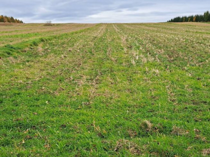 Działka budowlana Stoki gm. Skała