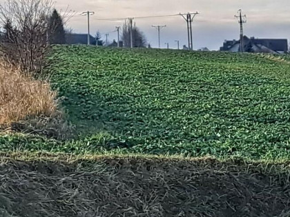 Działka rolna Skała