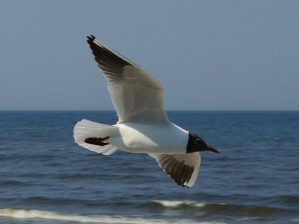 Kolobrzeg dom: 6 apartamentów i 3 korty squasha