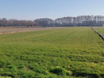 Działka rolno-budowlana Marcewek gm. Słupca