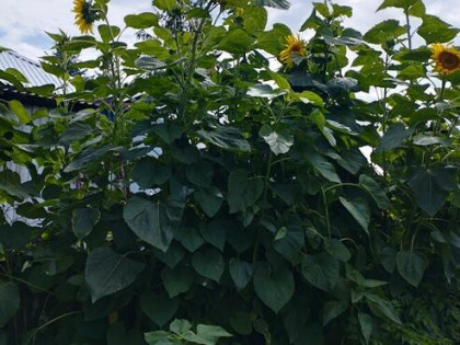 Działka ROD ,,Gaj,, Warszawa ul.Janowiecka 77