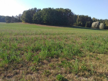 Działka rolna z lasem