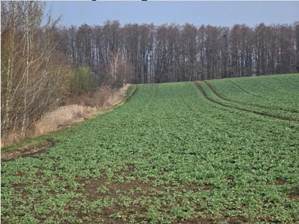 Działka, 1 020 m², Krzanowice