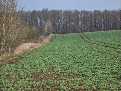 Działka, 1 020 m², Krzanowice