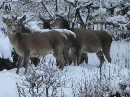 Mieszkanie do sprzedania