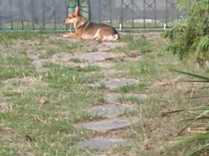 Dzialka na sprzedaż