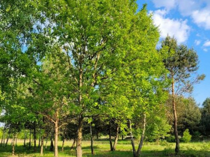 Działka budowlana Konary ul. Brzozowa 1500m2 pod Sochaczewem