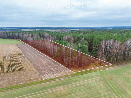 Ponad 1 ha lasu iglastego- Kozdroje