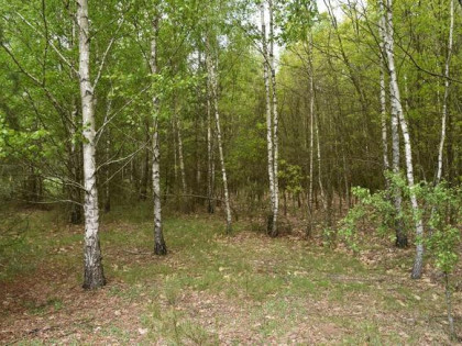 Działka rolna zalesiona dz. nr 54