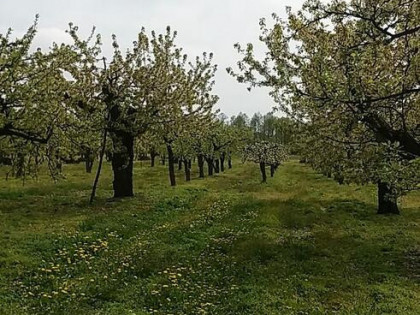 Sprzedam sad owocowy 1,8h