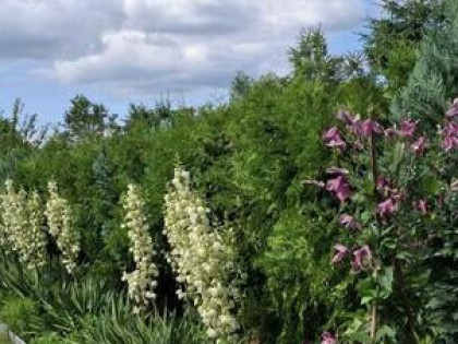 Działka ROD w Klikawie