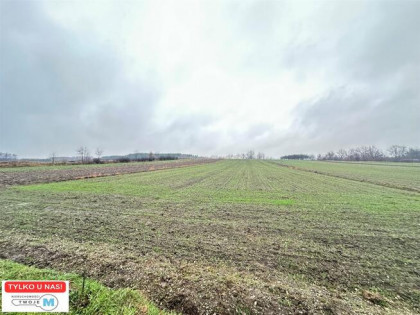 Działka Gnojno Kostera