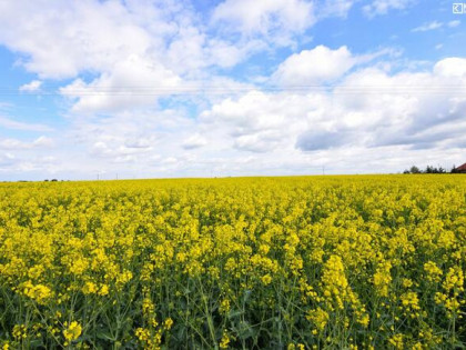 Działka siedliskowa Czerniejów-Kolonia gm. Jabłonna