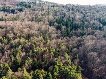 Działka leśna- Olszowa-Zakliczyn -Małopolska