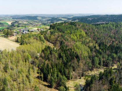 Na sprzedaż pastwisko zalesione w Jastrzębi