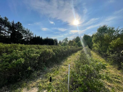 Działka budowlana Podkampinos gm. Kampinos, Jagodowa