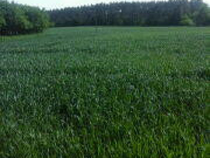 Sprzedam gospodarstwo rolne