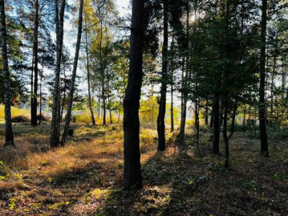 Sprzedam działkę pod wymarzony dom w otoczeniu lasu