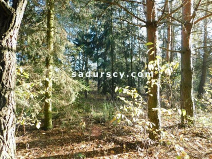 Działka budowlana Biały Ług gm. Prażmów