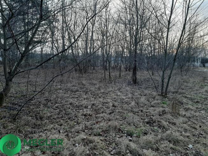 Działka w otulinie lasu