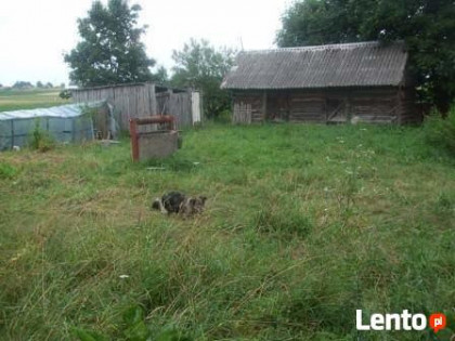 Duże siedlisko ma uboczu Michałowo