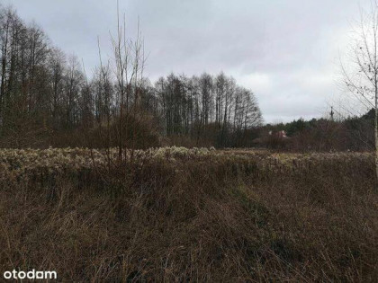 Syndyk sprzeda udział w nieruchomości w Małej Nieszawce