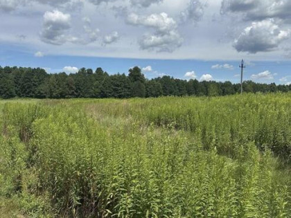Działka budowlana 1000 m² blisko lasu. Murów