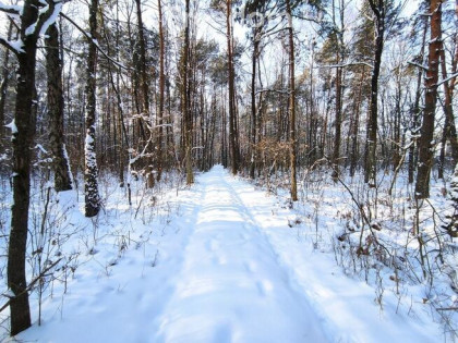 Las w Zastawku pod Terespolem 2ha